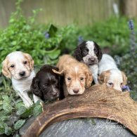 Cocker Spaniel (Working & Show) - Both