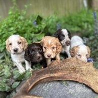 Cocker Spaniel (Working & Show) - Both