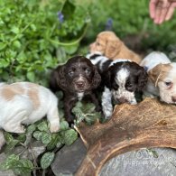 Cocker Spaniel (Working & Show) - Both