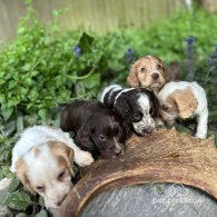 Cocker Spaniel (Working & Show) - Both