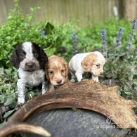 Cocker Spaniel (Working & Show) - Both