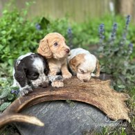 Cocker Spaniel (Working & Show) - Both