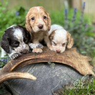 Cocker Spaniel (Working & Show) - Both