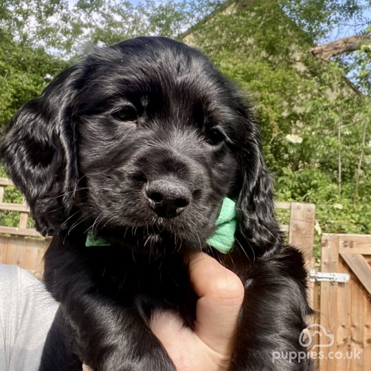 Cocker Spaniel (Working & Show) - Both