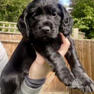 Cocker Spaniel (Working & Show) - Both