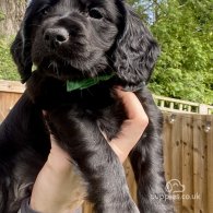 Cocker Spaniel (Working & Show) - Both