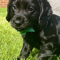 Cocker Spaniel (Working & Show) - Both