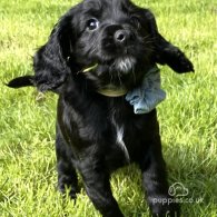 Cocker Spaniel (Working & Show) - Both