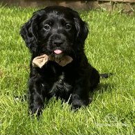 Cocker Spaniel (Working & Show) - Both