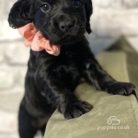 Cocker Spaniel (Working & Show) - Both