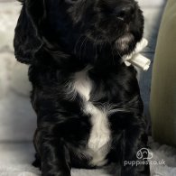 Cocker Spaniel (Working & Show) - Both