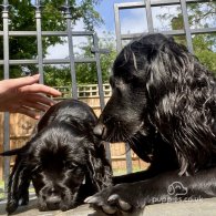 Cocker Spaniel (Working & Show) - Both