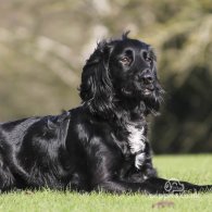 Cocker Spaniel (Working & Show) - Both