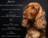 Cocker Spaniel (Show)