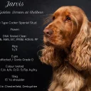 Cocker Spaniel (Show)