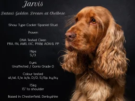 Cocker Spaniel (Show)