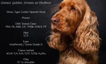 Cocker Spaniel (Show)