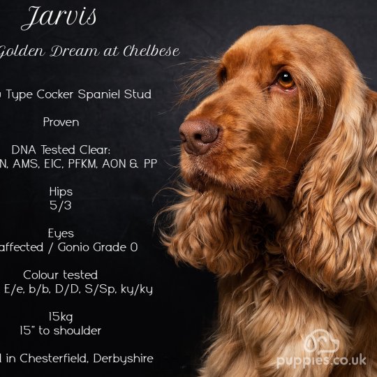 Cocker Spaniel (Working & Show)