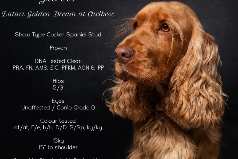 Cocker Spaniel (Show)