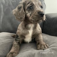 Cocker Spaniel (Working & Show) - Both