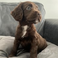 Cocker Spaniel (Working & Show) - Both