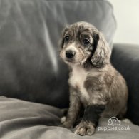 Cocker Spaniel (Working & Show) - Both