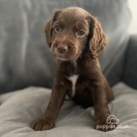 Cocker Spaniel (Working & Show) - Both