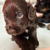 Cocker Spaniel (Working & Show) - Both