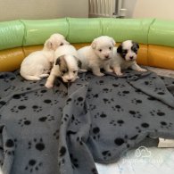 Coton De Tulear - Both