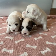 Coton De Tulear - Both