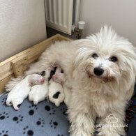 Coton De Tulear - Both