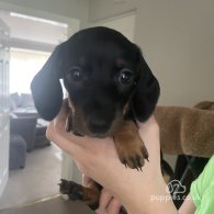 Dachshund (Standard & Miniature) - Both