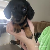 Dachshund (Standard & Miniature) - Both