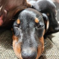 Dachshund (Standard & Miniature) - Both