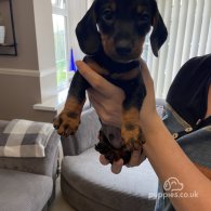 Dachshund (Standard & Miniature) - Both