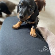 Dachshund (Standard & Miniature) - Both