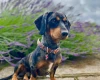 Dachshund (Smooth Haired)