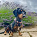 Dachshund (Smooth Haired)