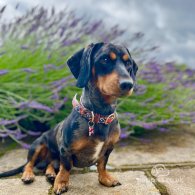 Dachshund (Standard & Miniature)