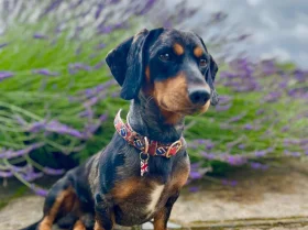 Dachshund (Smooth Haired)