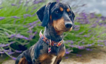 Dachshund (Smooth Haired)