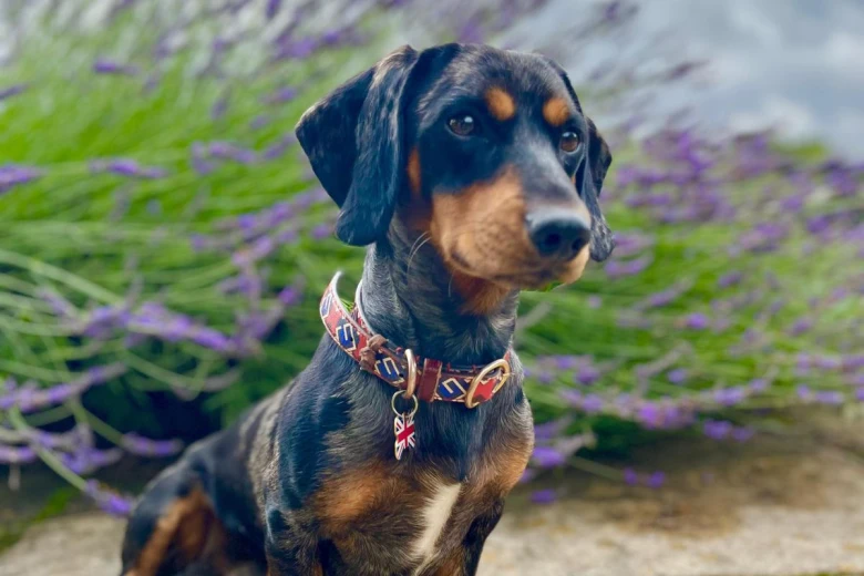 Dachshund (Smooth Haired)