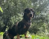 Dachshund (Smooth Haired)