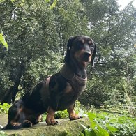 Dachshund (Standard & Miniature)