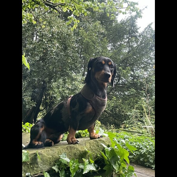 Dachshund (Standard &amp; Miniature)