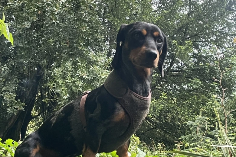 Dachshund (Smooth Haired)