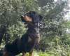 Dachshund (Smooth Haired)