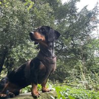 Dachshund (Standard & Miniature)