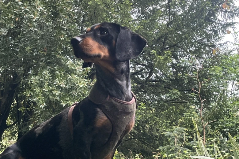 Dachshund (Smooth Haired)
