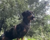 Dachshund (Smooth Haired)